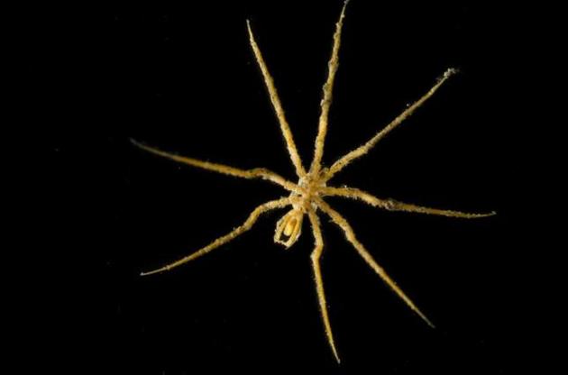 Морські павуки качають кров за допомогою травної системи