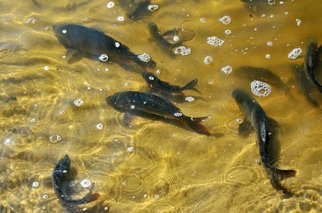 Химикаты из канализационных выбросов превращают рыб-самцов в самок – ученые
