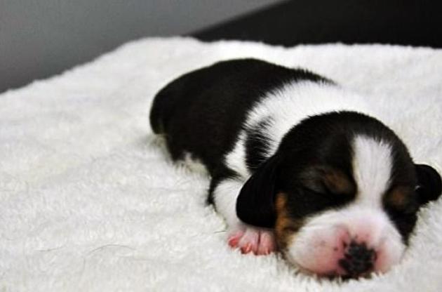 Собака отримала кличку Лун Лун