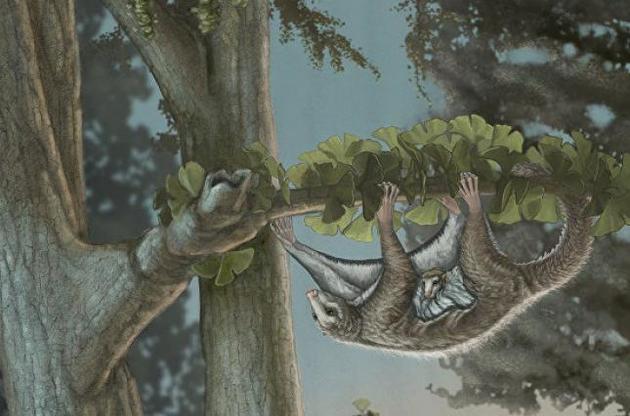 Палеонтологи обнаружили древнюю "летающую белку"