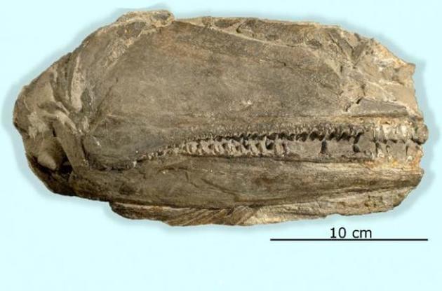 Палеонтологи обнаружили древнюю рыбу – суперхищника