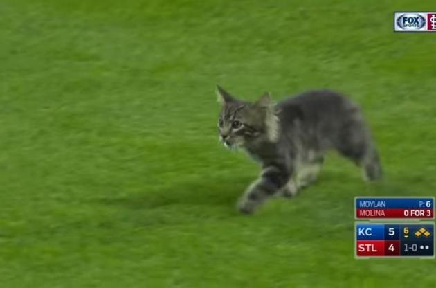 Злой кот стал звездой бейсбольного матча в США