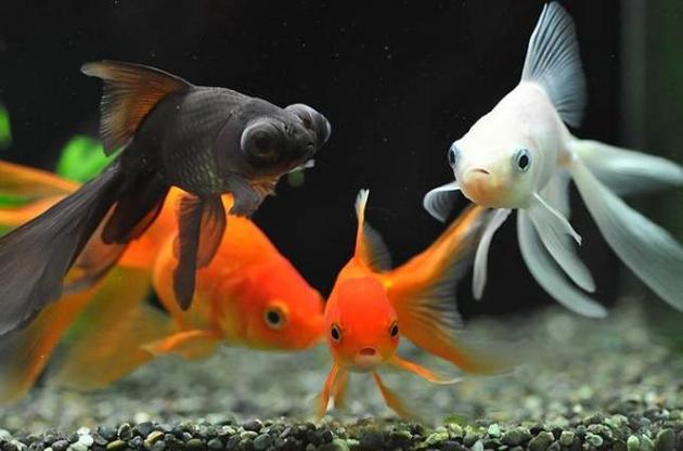 Золоті рибки здатні перетворювати молочну кислоту на алкоголь