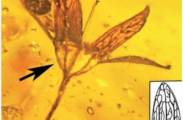 Палеонтологи виявили в бурштині квіти віком 100 мільйонів років