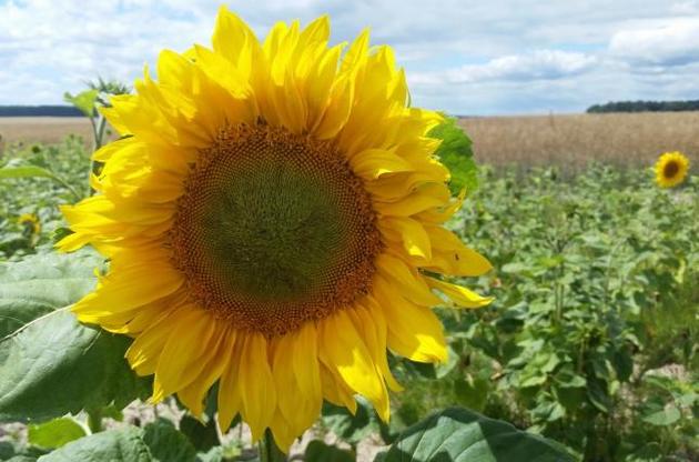 Місцями температура підніметься до 37&deg;, попередили синоптики