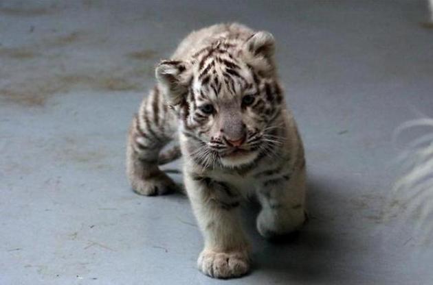В сафари-парке Бердянска родились белые тигрята