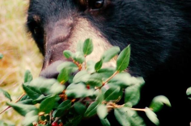 Медведи кадьяки предпочитают ягоды рыбе