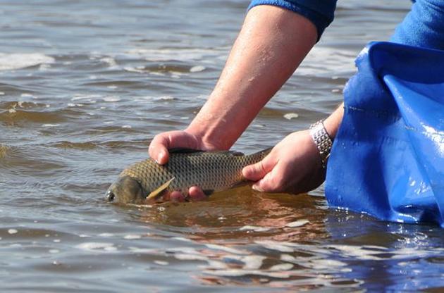 Оклад голови Держрибагентства складатиме 13 тисяч гривень