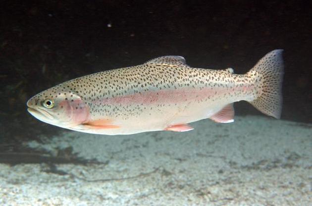 В мозге рыб из реки Ниагара найдены антидепрессанты