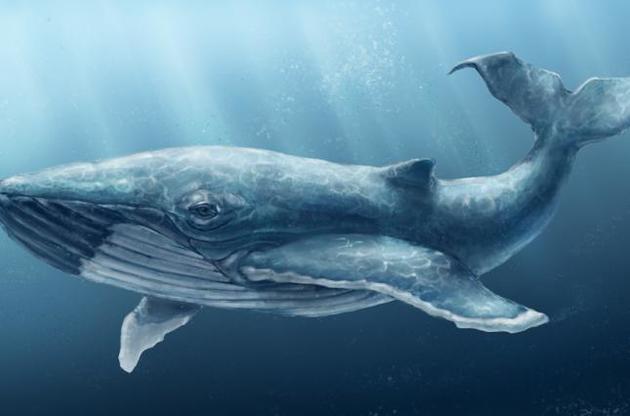 Древние киты были опасными хищниками – ученые