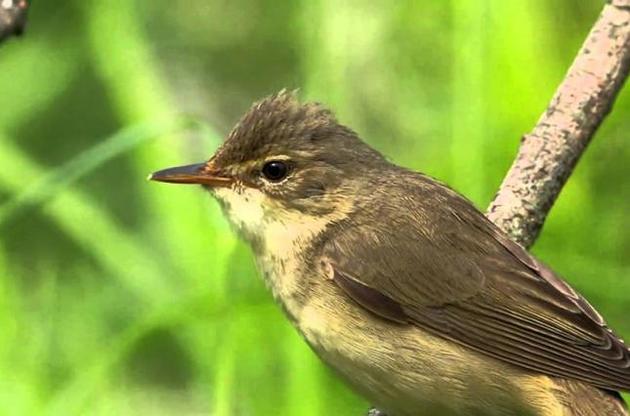 Вчені визначили, як працює &quot;магнітний компас&quot; птахів