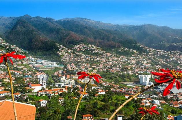 На Мадейрі дуб вбив десяток людей