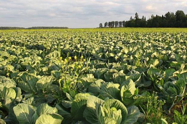 Статистики говорять, що капуста подешевшала, а м&#039;ясо подорожчало