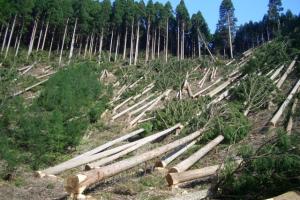 Екологія в лісівництві:  аспекти реформування