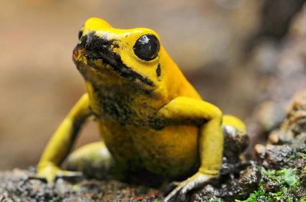 Ученые узнали, почему ядовитые лягушки устойчивы к своему токсину