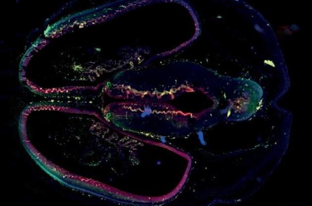 Вірус зв&#039;язується з білком у мозку