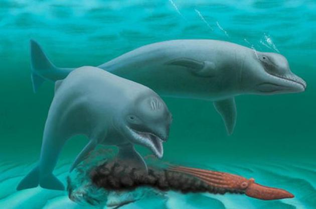 Ученые обнаружили древнего беззубого дельфина