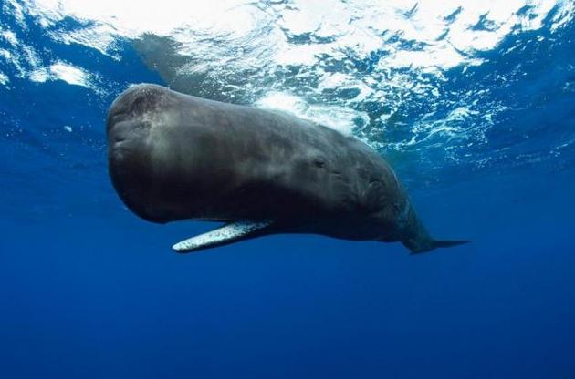 Ученые связали "самоубийства" китов с солнечной активностью