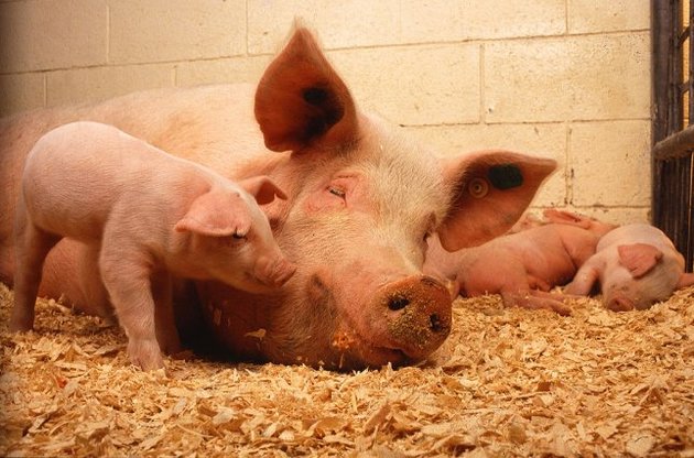 Во Львовской и Ровенской областях зафиксированы вспышки африканской чумы свиней