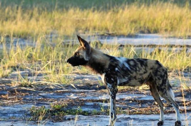 Гієноподібні собаки приймають рішення про вихід на полювання за допомогою голосування – вчені