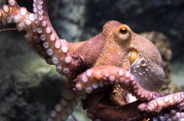 У берегов Австралии обнаружен "город" осьминогов