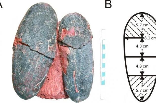 Ученые обнаружили яйца динозавров необычного цвета