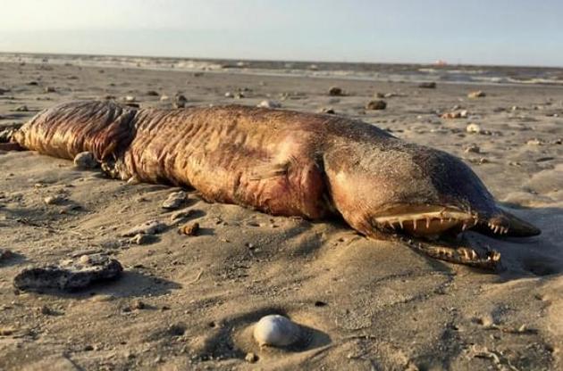 Ученые идентифицировали загадочное существо с пляжа в Техасе
