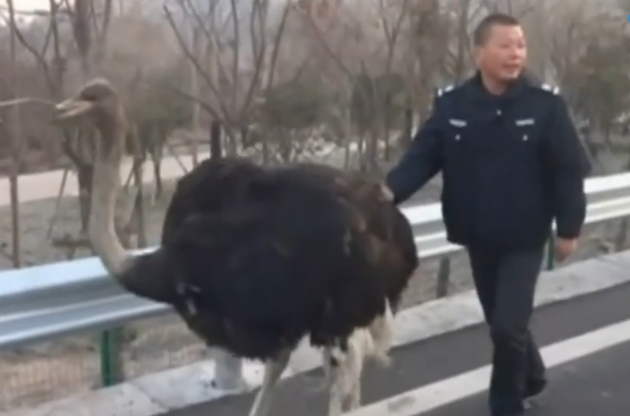 В Китае сбежавшие с фермы страусы заблокировали трафик на автомагистрали