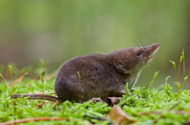 Взимку об`єм черепної коробки землерийки зменшується на 20%