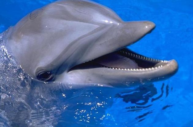 Вчені зафіксували ознаки хвороби Альцгеймера у дельфінів