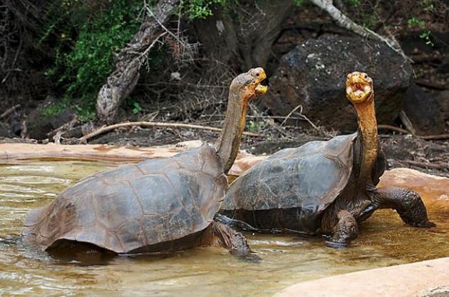 Ученые планируют "воскресить" вымерший вид галапагосских черепах