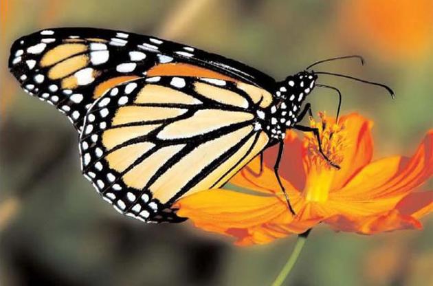 Жертвами ураганов у берегов США могут стать бабочки-монархи – ученые