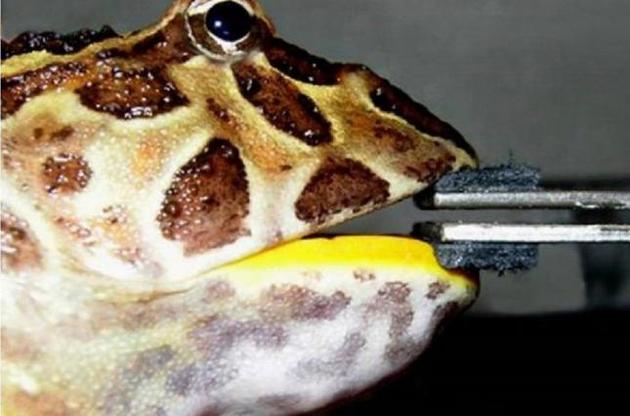 Жаба могла з&#039;їдати невеликих динозаврів