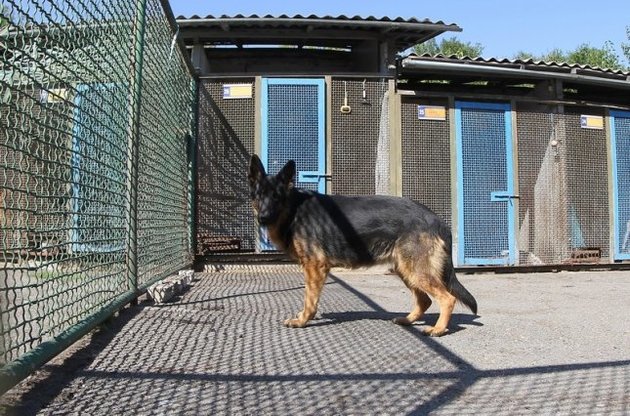 У Києві заборонили вигул собак біля шкіл і лікарень