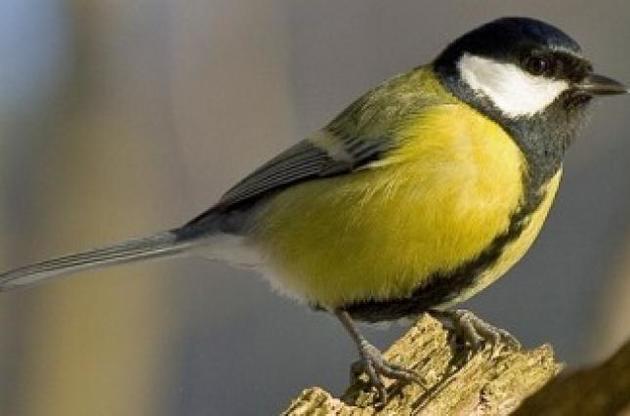 Створені людьми годівниці змусили синиць змінити форму дзьоба