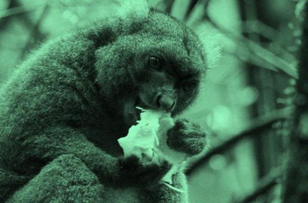 Широконосые лемуры могут вымереть из-за глобального потепления