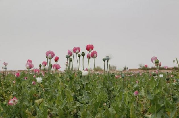 В Афганістані зафіксовані рекордні посіви опіумного маку – ООН