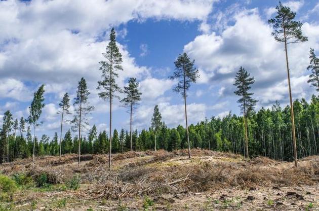 Украина стремительно теряет сосновые леса. Что делать?