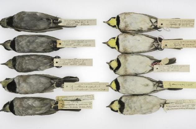 Экологи изучили загрязнение атмосферы по цвету перьев птиц