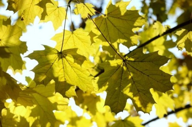 В южных и центральных областях будет преобладать сухая погода