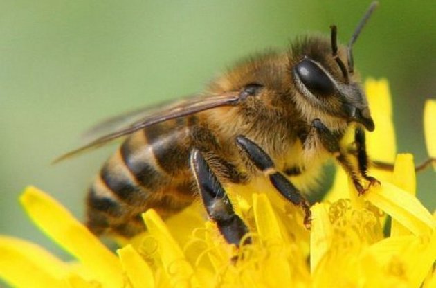 В образцах меда по всему миру найдена большая концентрация инсектицидов