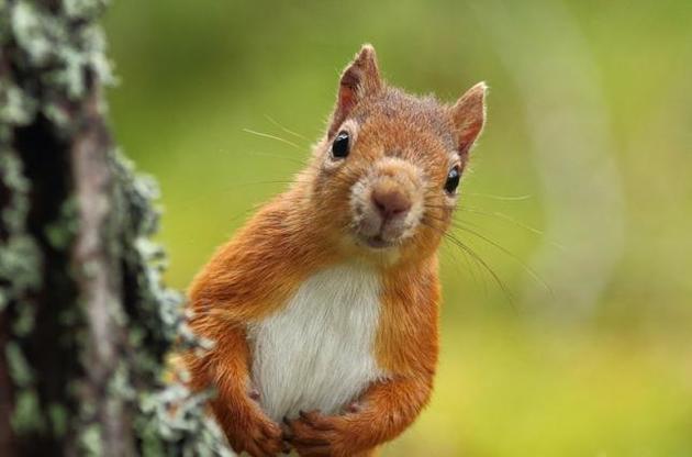 Проказу в Европу принесли белки