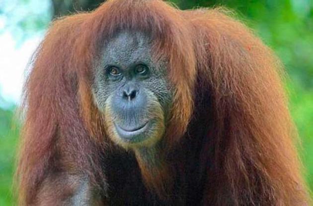 Вчені виявили новий вид орангутангів