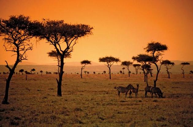 Появление саванн было связано с лесными пожарами