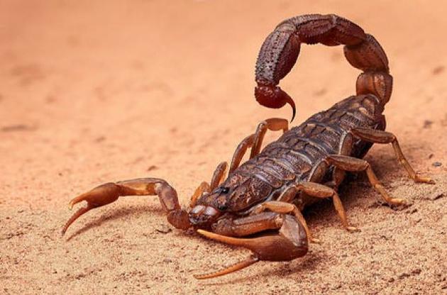 Скорпионы оказались способны менять состав яда в зависимости от задачи