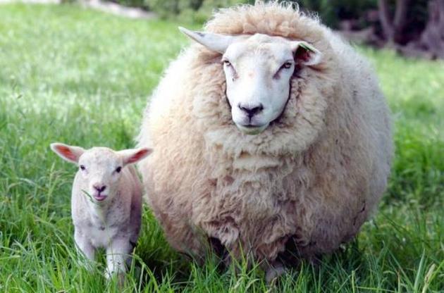 Овцы оказались способны распознавать лица людей