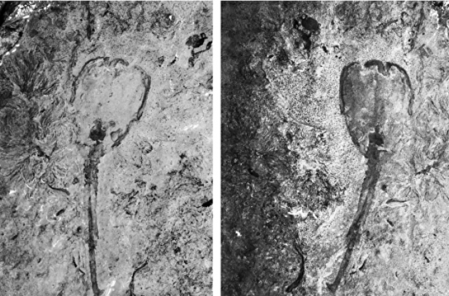 Незвичайний &quot;тюльпан&quot; жив на Землі 500 мільйонів років тому