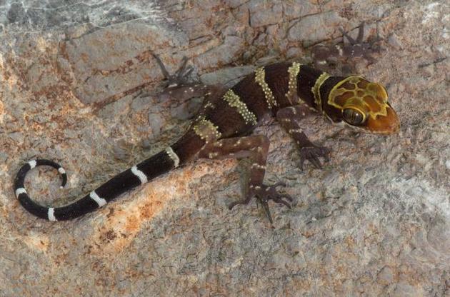 Ученые обнаружили 19 новых видов гекконов