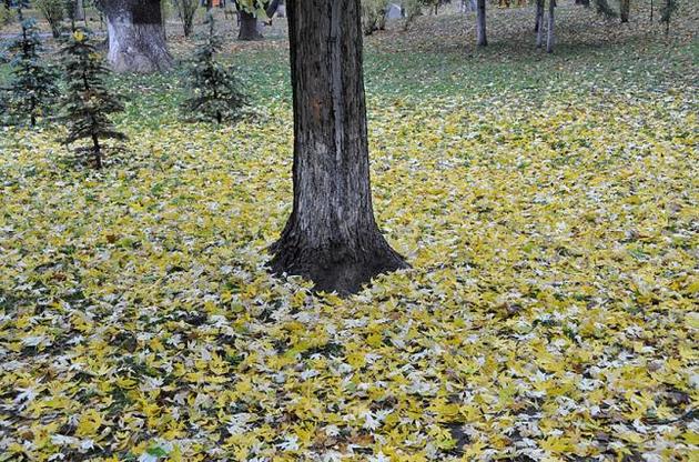 Циклон з північного заходу принесе в Україну мокрий сніг