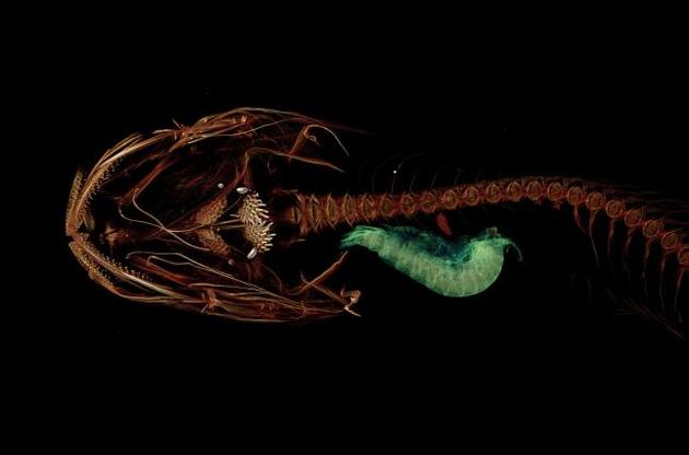 Рыба не больше ладони человека